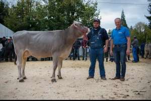 miss genetik bs palmer primrose  studer richard hasle