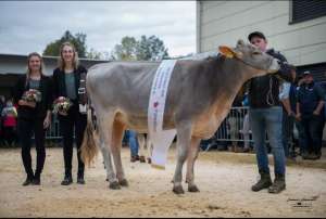 rindrchampion bs barca monisha  hofstetter marco entlebuch