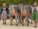 junior champion bs hofstetter s yule yella und vize schmibach s budin beatrice beide von schmibach brown swiss  
