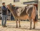 championwahl brown swiss   eliteschau entlebuch 2025