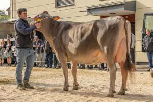 championwahl brown swiss   eliteschau entlebuch 2025