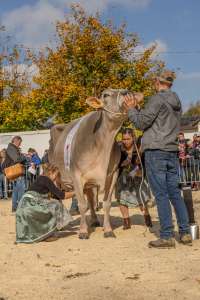 championwahl brown swiss   eliteschau entlebuch 2025