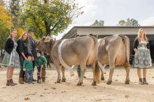 misswahl original braunvieh   eliteschau entlebuch 2025