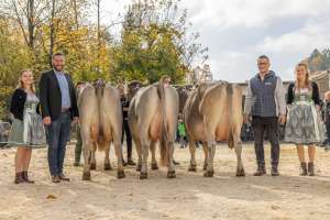 se ob aeltere kuehe  3. und ff. lakt     eliteschau entlebuch 2025