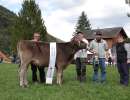 rinderchampion biniam amy  remo buergi feldgasse  