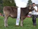 rinderchampion biniam amy  remo buergi feldgasse