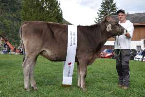 rinderchampion biniam amy  remo buergi feldgasse