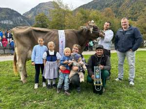 miss lungern von halter s brown swiss