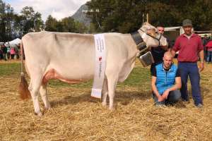 champion kuh bs  be alley von karl gisler   arnold  oberes oberfeld 1  haldi ch.1460.7537.2 