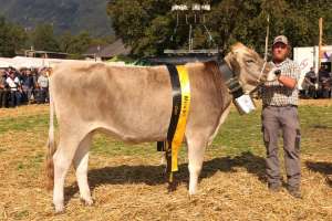 rinder champion selma von theo   toni kempf  schafmatt  attinghausen ch.1598.1104.2