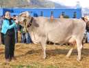 schoeneuter bs aeltere cameron von urs gisler  gemsstockstrasse 11  andermatt ch.1362.5656.9