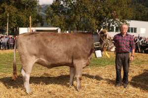 vize rinder champion ob vegas sina von franz walker  seedorf.1623.4244.1