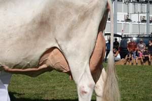 schoeneuter aeltere superstar sahara  patrick risi buochs  