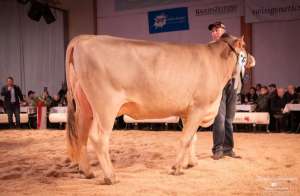 whatsapp bild 2025 12 06 um 09.19.19c123abe