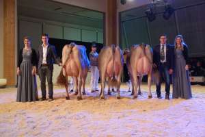 intermediate schoeneuter bs  v.l.n.r.  salomon saphira  superstar yasmin  janik josie et