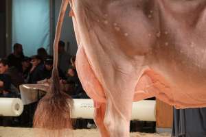 senior schoeneuter bs salomon sina  