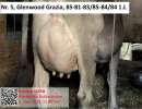 5. glenwood grazia euter