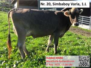 nr. simbaboy varia seite