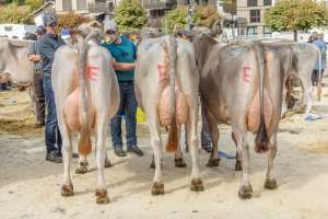 betriebscup.rang hodel thomas