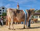 champion biver balance bg grueter albiser