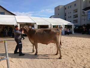 vizechampion hischier hilla vogel sepp