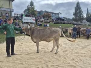 rinderchampion ob