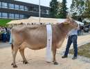 miss horw hergiswil  lennox luna  von studhalter beat horw