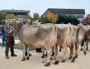 schoeneuter aeltere luna von studhalter beat fondlenhoehe horw