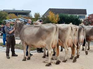 schoeneuter aeltere luna von studhalter beat fondlenhoehe horw