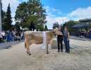 miss horw hergiswil daniela von beat studhalter  horw