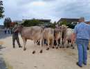 schoeneuter juengere siegerin nordwind von studhalter beat