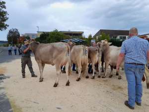 schoeneuter juengere siegerin nordwind von studhalter beat