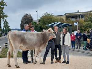 rind fuer schwingfest im kommenden jahr