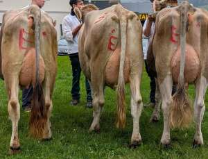 1 schoeneuter lungern