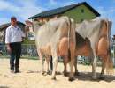 v.l. champion hofmatt aiven et amora  vice champion buholzers glenwood glenys