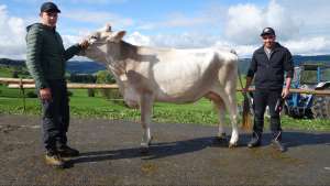 schoeneuter.lakt. aiven ananas