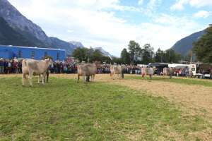 251004 uri viehschau