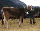 3.rang rinder champion bs wahl pisa von wipfli bruno marcel  bolzbach 14  seedorf ch.1741.4883.3 