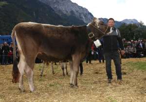 3.rang rinder champion bs wahl pisa von wipfli bruno marcel  bolzbach 14  seedorf ch.1741.4883.3 