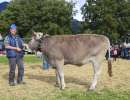 3.rang rinder champion ob wahl sina von zurfluh armin  schluchen 2  isenthal ch.1805.8732.9 