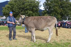 3.rang rinder champion ob wahl sina von zurfluh armin  schluchen 2  isenthal ch.1805.8732.9 