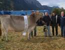 champion kuh bs delisia von  tre gi. me   gemsstockstrasse 11  andermatt ch.1522.2266.1  