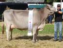 champion kuh bs delisia von  tre gi. me   gemsstockstrasse 11  andermatt ch.1522.2266.1