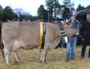 champion kuh ob madeira von kempf theo   toni  schafmatt  attinghausen ch.1245.9542.7 