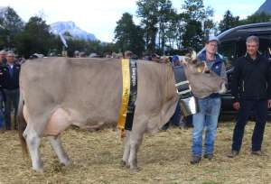 champion kuh ob madeira von kempf theo   toni  schafmatt  attinghausen ch.1245.9542.7 