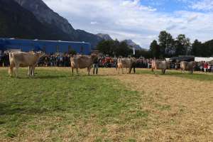 line up bs champion wahl