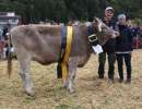 rinder champion ob elona von zurfluh armin  schluchen 2  isenthal ch.1805.8736.7