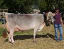 vize champion kuh bs be alley von gisler arnold karl  oberes oberfeld 1  haldi ch.1460.7537.2