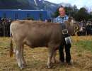 vize rinder champion ob makita von ziegler briker michi  giebel 3  flueelen ch.1766.1301.8