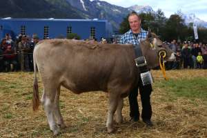 vize rinder champion ob makita von ziegler briker michi  giebel 3  flueelen ch.1766.1301.8